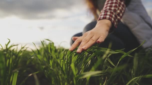 Mão do agricultor toca folhas verdes de trigo jovem no campo, o conceito de agricultura natural, a agricultura, o trabalhador toca a cultura e verifica os brotos, proteger a ecologia do cultivado — Vídeo de Stock