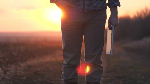 Een volwassen mannelijke boer loopt over het veld met een tablet in zijn hand bij zonsondergang, agrarische leven op het werk op het land, een agronomist inspecteren van de zaailingen van gecultiveerde planten, zakelijk werk — Stockfoto