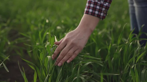 Mão do agricultor toca folhas verdes de trigo jovem no campo, o conceito de agricultura natural, a agricultura, o trabalhador toca a cultura e verifica os brotos, proteger a ecologia do cultivado — Fotografia de Stock