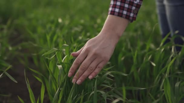 Αγρότης χέρι αγγίζει πράσινα φύλλα του νεαρού σιταριού στο χωράφι, η έννοια της φυσικής καλλιέργειας, η γεωργία, ο εργαζόμενος αγγίζει την καλλιέργεια και ελέγχει τα φύτρα, προστατεύουν την οικολογία των καλλιεργούμενων — Αρχείο Βίντεο