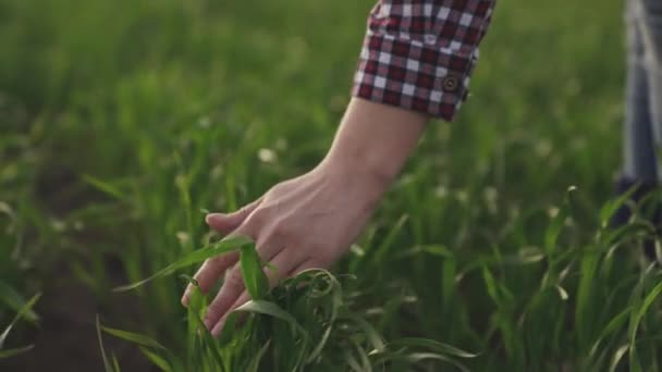 Jordbrukaren vidrör gröna blad av ungt vete på fältet, begreppet naturligt jordbruk, jordbruk, arbetstagaren vidrör grödan och kontrollerar groddarna, skydda ekologin i den odlade — Stockvideo