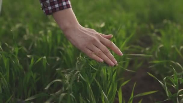 Ένα χέρι αγρότη αγγίζει το πράσινο σιτάρι που καλλιεργείται στο χωράφι, καλλιεργεί καλλιέργειες στη γεωργία, καλλιεργεί τη γη σε ένα συλλογικό αγρόκτημα, ελέγχει το επίπεδο ποιότητας των βλαστών στις αρδευτικές δραστηριότητες — Αρχείο Βίντεο