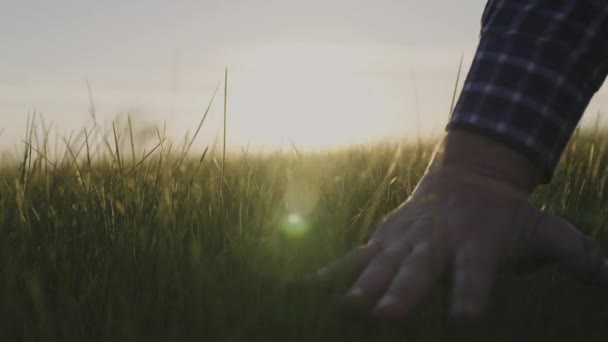 Una mano de hombre toca trigo verde al atardecer, un agricultor trabaja en el campo, un césped suculento, verificando la cosecha al amanecer, actividades agrícolas, los rayos del sol en el cielo a través de plántulas, creciendo — Vídeos de Stock