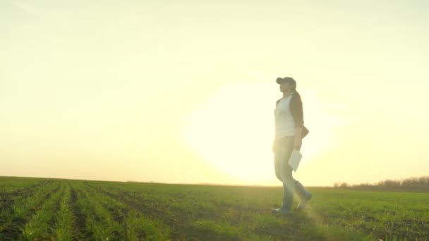 Farmář kráčí přes pole pracovat v gumových botách s tabletou v ruce, zemědělský byznys, pěstování mladé zelené pšenice na poli, venkovské pěstované rostliny na poli — Stock video