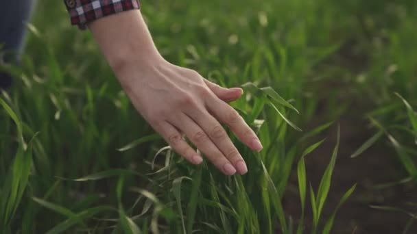 Zakenman boer hand raakt stengels van tarwe in een groen veld, groeiende tarwekorrels, landbouwgrond, vegetatie van graangewassen, jonge oogst in slow motion, plantaardige ecologie — Stockvideo