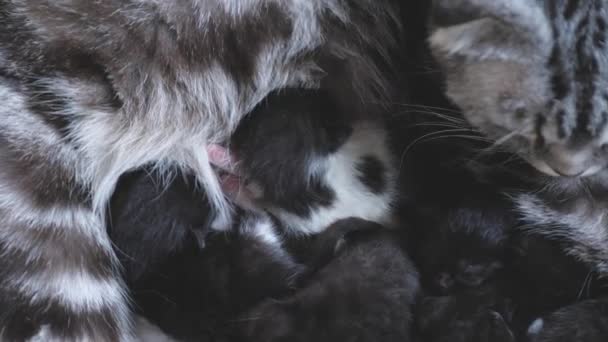 Happy mãe gato alimenta gatinhos recém-nascidos com leite materno, nutrição saudável equilibrada e lactação mamária, raça animal de estimação dobra escocesa, bebês comem e bebem — Vídeo de Stock