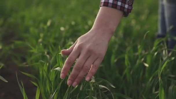 Фермери рука ковзає на зеленій пшениці в полі, сільськогосподарському житті, пророслих насіннях пшениці на фермерських землях, посадка і вегетаційний сезон посівів, роботи на ранчо, повільний рух — стокове відео