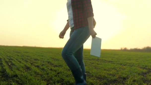 Un agricultor en botas con una tableta en las manos camina a través de un campo con trigo verde, el trabajo en el campo, un agrónomo comprueba las plántulas en un rancho, el amor para vivir en el suelo — Vídeos de Stock