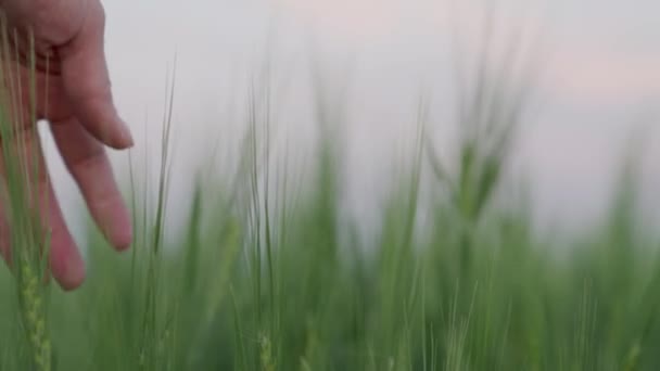Hand raakt oren van groene tarwe in een veld close-up, agrarische leven concept, rabona boer op een ranch groeit rogge, outdoor graan teelt zakelijke productie, graangewassen boerderij, leven concept — Stockvideo