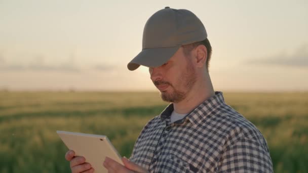 Agricultor trabalha com um tablet em um campo com trigo verde, o conceito de negócio agrícola, um agrônomo verifica as mudas de centeio, tecnologias modernas de grãos na agricultura, um jardineiro — Vídeo de Stock