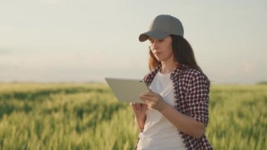 Çiftçi yeşil buğdaylı bir tarlada bir tabletle çalışıyor, tarım işi kavramı, bir tarımcı çavdar tohumlarını kontrol ediyor, modern tarım teknolojileri, bir erkek bahçıvan