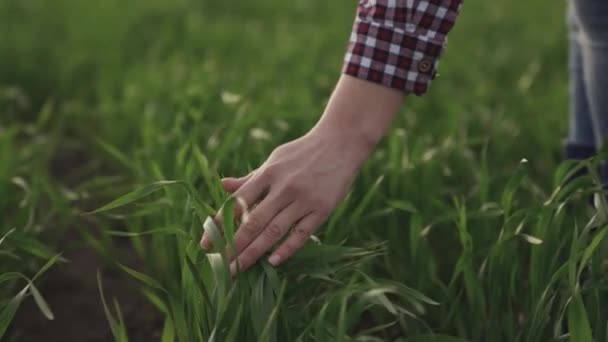 Mão do agricultor toca folhas verdes de trigo jovem no campo, o conceito de agricultura natural, a agricultura, o trabalhador toca a cultura e verifica os brotos, proteger a ecologia do cultivado — Vídeo de Stock