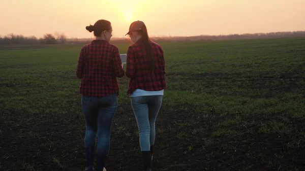 Agricultores caminham no campo com brotos jovens de trigo verde com um tablet, o conceito de agranomia na agricultura, a vida no campo, cultivar sementes de centeio em um rancho, o negócio de cultivo de grãos no chão — Fotografia de Stock