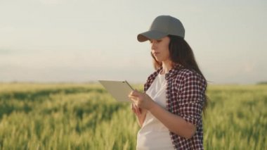 Çiftçi yeşil buğdaylı bir tarlada bir tabletle çalışıyor, tarım işi kavramı, bir tarımcı çavdar tohumlarını kontrol ediyor, modern tarım teknolojileri, bir erkek bahçıvan