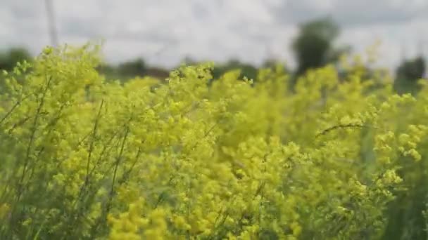 Gula blommor på ängen svajar i vinden mot bakgrund av en blå himmel, begreppet odling av vilda blommor, vackert gräs som växer i ett skogsområde i naturen — Stockvideo