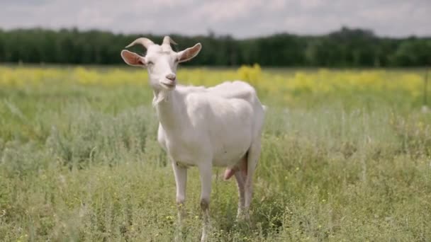 Biała koza mleczna żuje zieloną trawę na polu, pełne wymiona z mlekiem, żywność dla małych dzieci, hodowla zwierząt gospodarskich, hodowla, spacery zwierząt domowych na ranczu, koncepcja zdrowej kozy — Wideo stockowe