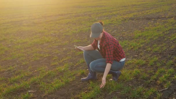 Una niña agricultora con una tableta en la mano se sienta en el campo y analiza los brotes, el concepto de la actividad agrícola empresarial, preparando la tierra para la fertilización y mineralización — Vídeo de stock