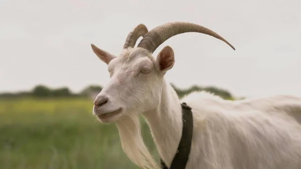 Milk white goat chews green grass in the field, full udder with milk, food for little kids, livestock raising on the farm, farming, walking pets on the ranch, healthy goat concept — Stock Photo, Image