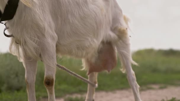 Latte di capra bianca mastica erba verde nel campo, mammella piena con latte, cibo per bambini piccoli, allevamento del bestiame in azienda, allevamento, animali domestici che camminano nel ranch, concetto di capra sana — Video Stock
