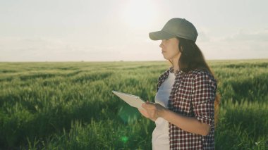 Çiftçi yeşil buğdaylı bir tarlada bir tabletle çalışıyor, tarım işi kavramı, bir tarımcı çavdar tohumlarını kontrol ediyor, modern tarım teknolojileri, bir erkek bahçıvan