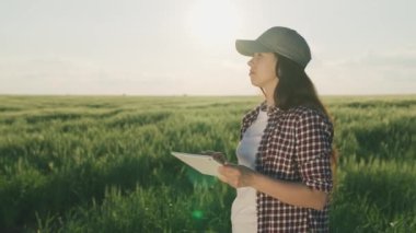 Çiftçi yeşil buğdaylı bir tarlada bir tabletle çalışıyor, tarım işi kavramı, bir tarımcı çavdar tohumlarını kontrol ediyor, modern tarım teknolojileri, bir erkek bahçıvan