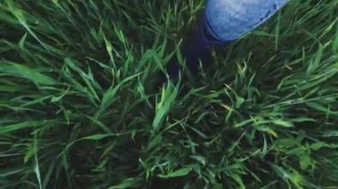 Buğday tarlasında lastik botlarla yürümek, çayırda çiftlik işi, tarım arazileri, ekmek için buğday tohumları yetiştirmek, bahçe çiftliği.