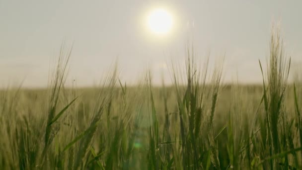 Orejas de trigo verde en el campo se balancean en el viento en el resplandor de la puesta del sol, el cultivo de centeno en un rancho grande, la tecnología de fabricación de productos de grano, negocio en grano, semillas cultivadas — Vídeo de stock