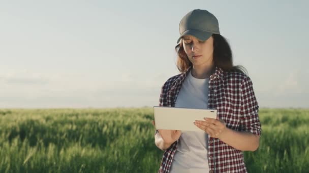 Agricultor trabalha com um tablet em um campo com trigo verde, o conceito de negócio agrícola, um agrônomo verifica as mudas de centeio, tecnologias modernas de grãos na agricultura, um jardineiro — Vídeo de Stock