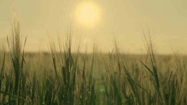 Orejas de trigo verde en el campo se balancean en el viento en el resplandor de la puesta del sol, el cultivo de centeno en un rancho grande, la tecnología de fabricación de productos de grano, negocio en grano, semillas cultivadas — Vídeo de stock