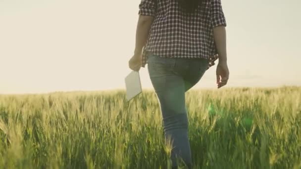 Jordbrukare i stövlar går över ett grönt fält med en tablett i händerna i skenet av solnedgången, arbete och liv i jordbruket, landgrödor har vuxit upp och växa, förbereda sig för skörd, utsäde och spannmål — Stockvideo