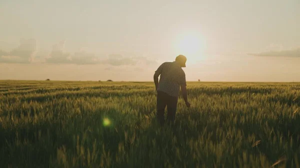 Ein Bauer geht über ein Feld mit einem Tablet in der Hand bei Sonnenuntergang am Himmel, ein Agronom arbeitet auf einem Feld, ein Arbeiter geht durch eine grüne Ranch, die Ernte ist gestiegen, Erntezeit — Stockfoto