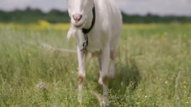 Melk witte geit kauwt groen gras in het veld, volle uier met melk, voedsel voor kleine kinderen, veeteelt op de boerderij, landbouw, wandelen huisdieren op de ranch, gezonde geit concept — Stockvideo