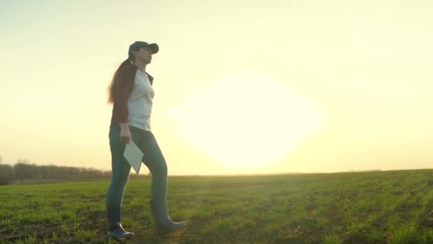 Rolnik w butach chodzi przez sadzonki pszenicy w zielonym polu z tabletem o zachodzie słońca, ziemia oszpeciła sadzonki sadzonych roślin w ogrodzie warzywnym, agronomista pracuje w — Wideo stockowe