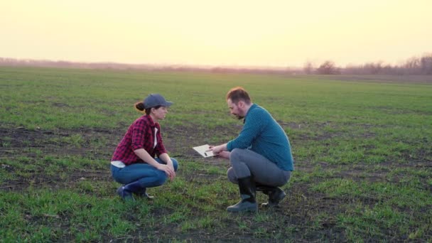 Landmænd forretningsmænd med tablet i marken diskuterer plantning af afgrøder af planter, produktion og dyrkning af brød, teamwork, livet i landdistrikterne på jorden, agronomist og arbejdstager diskutere arbejdsplanen – Stock-video