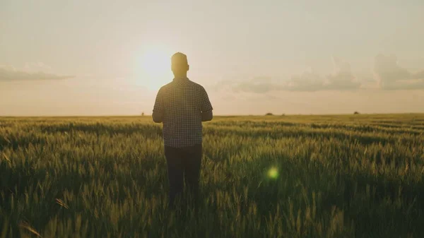 Ein Bauer geht über ein Feld mit einem Tablet in der Hand bei Sonnenuntergang am Himmel, ein Agronom arbeitet auf einem Feld, ein Arbeiter geht durch eine grüne Ranch, die Ernte ist gestiegen, Erntezeit — Stockfoto