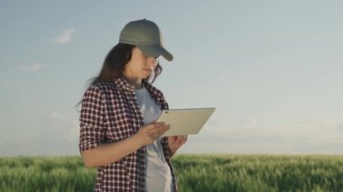 Çiftçi yeşil buğdaylı bir tarlada bir tabletle çalışıyor, tarım işi kavramı, bir tarımcı çavdar tohumlarını kontrol ediyor, modern tarım teknolojileri, bir erkek bahçıvan