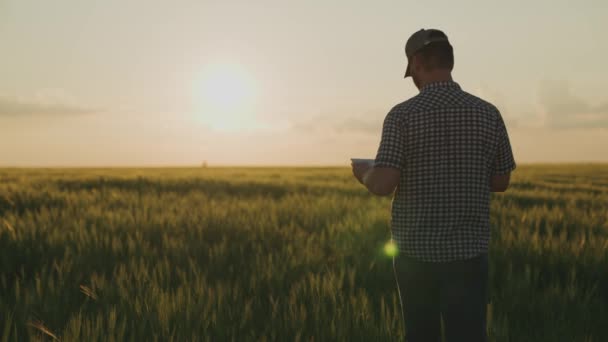 Farmář kráčí přes pole s tabulkou v ruce při západu slunce na obloze, agronomista pracuje na poli, dělník prochází zeleným rančem, úroda se zvedla, období sklizně — Stock video