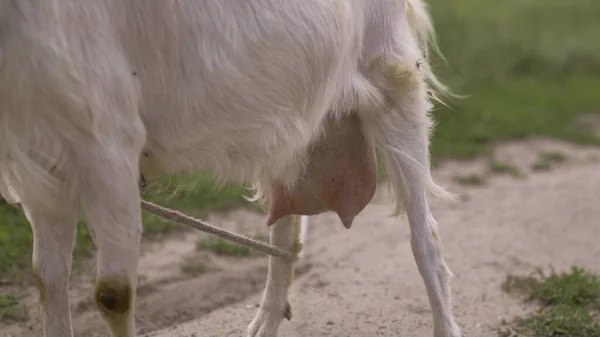 Leche de cabra blanca mastica hierba verde en el campo, ubre llena de leche, comida para niños pequeños, crianza de ganado en la granja, agricultura, caminar mascotas en el rancho, concepto de cabra saludable —  Fotos de Stock