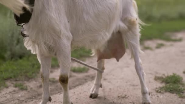 Mléko bílá koza žvýká zelenou trávu na poli, plné vemeno s mlékem, jídlo pro malé děti, chov dobytka na farmě, farmaření, chov zvířat na ranči, zdravý kozí koncept — Stock video