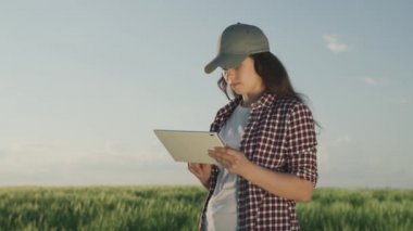 Çiftçi yeşil buğdaylı bir tarlada bir tabletle çalışıyor, tarım işi kavramı, bir tarımcı çavdar tohumlarını kontrol ediyor, modern tarım teknolojileri, bir erkek bahçıvan