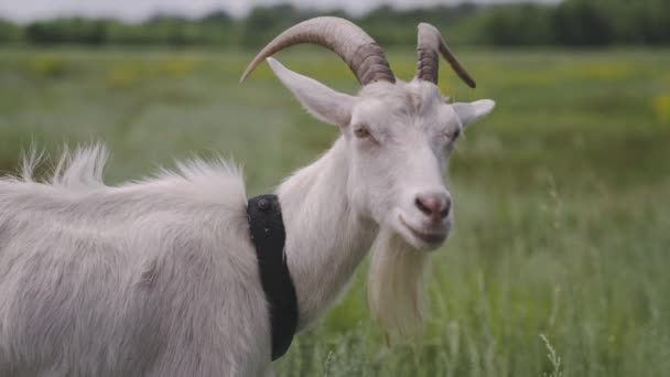 Leite cabra branca mastiga grama verde no campo, úbere cheio com leite, comida para crianças pequenas, criação de gado na fazenda, agricultura, animais de estimação ambulantes no rancho, conceito de cabra saudável — Vídeo de Stock