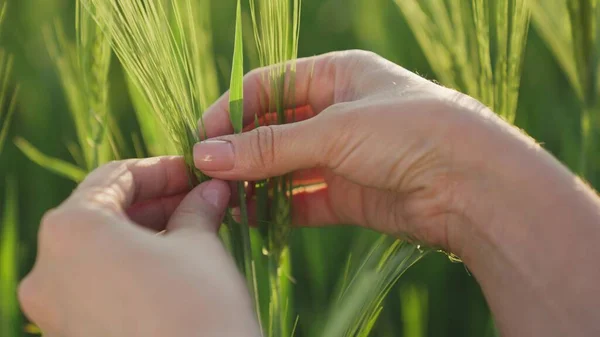 Fazendeiro toca espigas verdes de trigo no campo, centeio dourado na fazenda agronomis ts, grãos crescem, sementes de trigo na terra rural, vida agrícola no trabalho, close-up, estação de colheita, verificando plantas no — Fotografia de Stock