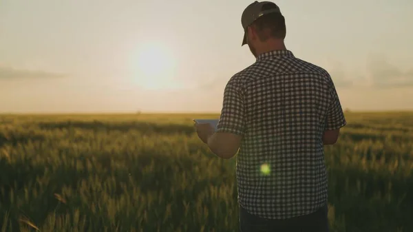 Een boer loopt over een veld met een tablet in zijn hand bij zonsondergang in de lucht, een agronomist werkt in een veld, een arbeider loopt door een groene ranch, gewassen zijn gestegen, oogstseizoen — Stockfoto