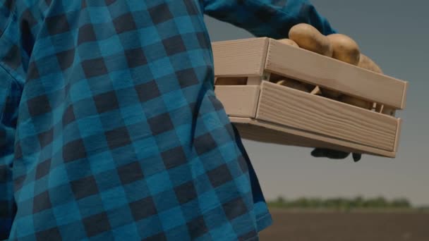 Ein Bauer trägt Kartoffeln in einer Kiste über das Feld, ein Agronom erntet eine Kartoffelernte, ländliches Leben, Gemüsegeschäft, Versorgung mit frischen Produkten aus dem Gemüsegarten, gesunde Ernährung — Stockvideo