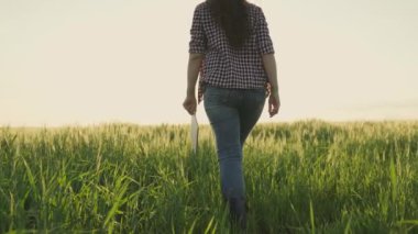 Ziraat, botlu çiftçi güneşin parlaklığında bir tabletle arazide yürüyor, tarımcı kırsalda çalışıyor, bir çiftlikte açık hava hasat yapıyor, kırsal iş kavramı.