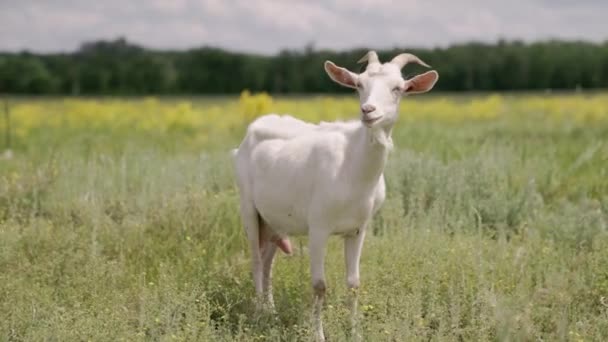 Mléko Bílá Koza Žvýká Zelenou Trávu Poli Plné Vemeno Mlékem — Stock video