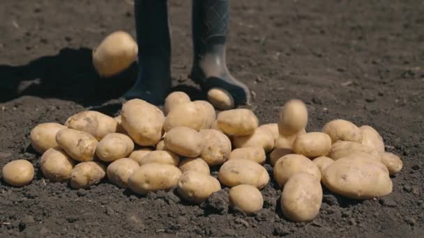 Συγκομιδή πατατών, καλλιεργήσιμες εκτάσεις, αγρότης που ρίχνει πατάτες στο έδαφος, σκάβει πατάτες στο χωράφι, φυτική επιχειρηματική ιδέα, γεωπόνος που εργάζεται στον κήπο, υγιεινή διατροφή — Αρχείο Βίντεο