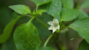Biber bir bahçe yatağında filizlenir, yağmurda, tarlada temiz su, tohum, tarım, yeşil gezegen ekolojisi, bahçıvanlık kavramı, yerde sebze yetiştirme.