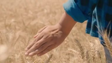 Parmak uçlarıyla buğdaya dokunmak, tarlada yürüyen çiftçiler, hasat mevsimi, tahıl ekinleri, sağlıklı beslenme, un, ekmek üretimi, tarım sektörü, tarım sektörü, tarım sektörü