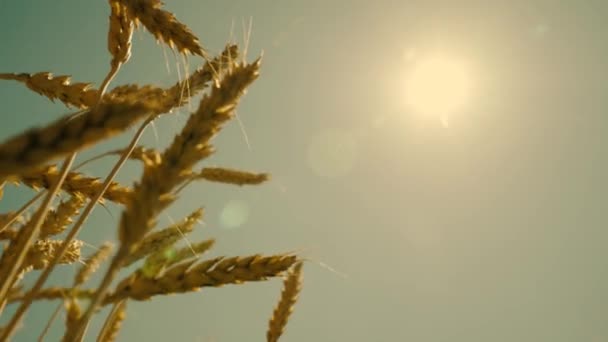 Öronen av vete svajar i vinden vid solnedgången, råg på ett fält i bländning av solen mot bakgrund av himlen, växande spannmål för att göra mjöl och bröd, jordbruksverksamhet, — Stockvideo